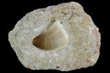 Mosasaur (Prognathodon) Tooth In Rock #96151-1